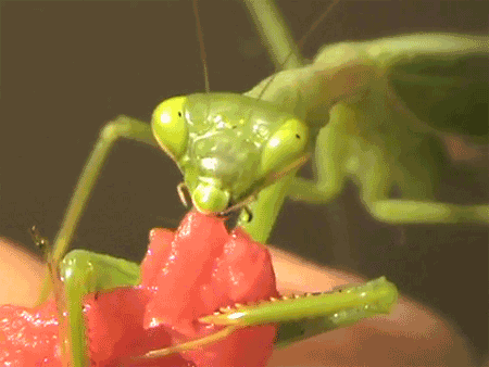 http://reho.st/gif/80813f832bc4717532fc3b6e140546230ec9a1e7.gif