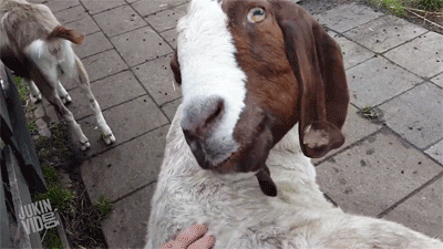 http://reho.st/gif/831ede717cf180a1ccd61f7d7436786a7c6a5b26.gif