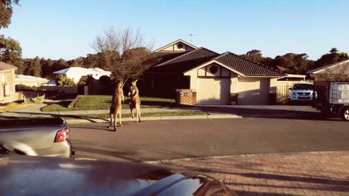http://reho.st/gif/843af1e992d7c787d5b5a70aa7b4a4a40cfccd14.gif