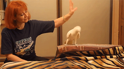 http://reho.st/gif/84e0ebd461fa024a1f3d8e06780c521d4c889297.gif