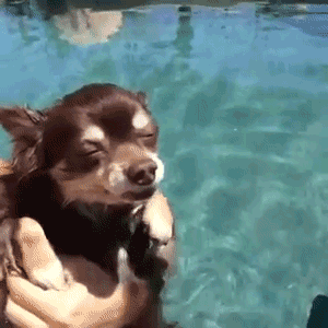 http://reho.st/gif/84edb279ac1f6c8467616112c592ff3fdc4c8e09.gif