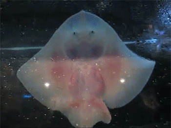 http://reho.st/gif/850d5c479f0da05a7dcf461efbd7eacbd8f5f434.gif