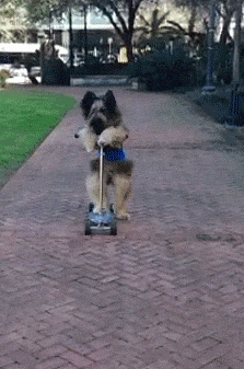 http://reho.st/gif/860ec02a4affa2f4483a89f29d7e172211c7df25.gif
