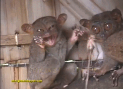 http://reho.st/gif/871e57e9b88d99c1885e8482b557bae1f2226027.gif