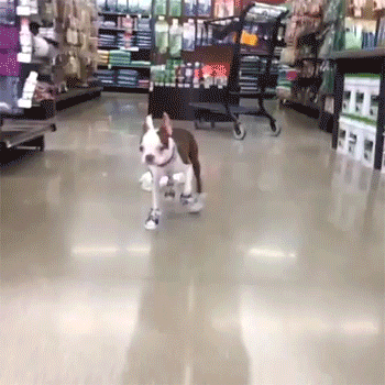 http://reho.st/gif/876ec544a29ccf2d15ef243a0793b465defb8227.gif