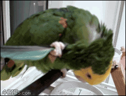 http://reho.st/gif/877bb96066ca209a15d75bdb38a3407154a4f7ef.gif