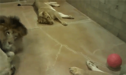 http://reho.st/gif/87fa182a6fcbc67f06e01a60c35d8494d11aca74.gif