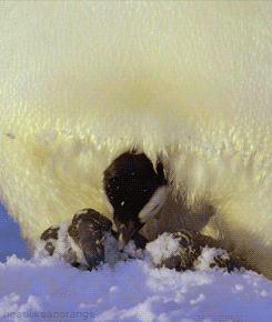 http://reho.st/gif/88a95bc962d81d2f976d4c7335b143b08b2e3b76.gif