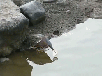 http://reho.st/gif/8ad77f6dba40422c1fedcf8fba94fdd2ff815173.gif