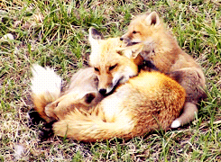 http://reho.st/gif/8b361d48c83f9435aa59c732d6ea687827cf8274.gif