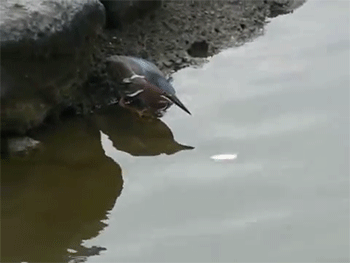 http://reho.st/gif/8c7e99b1ceb53ea773b9d88cdd9945d6ea4f849b.gif