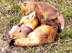 http://reho.st/gif/8dab7d7e6e1387eccc10556f51d827b5b24b2ae6.gif