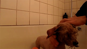 http://reho.st/gif/90531c9a745b9a5e390b53779489161722309fd4.gif