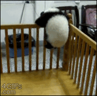 http://reho.st/gif/9163438512af8f6f11b5e754270c5028fb2aeeac.gif