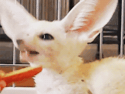 http://reho.st/gif/9194ee4549772d414c27315c28b700698b0b73d4.gif