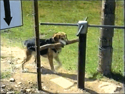 http://reho.st/gif/9199e0a611e3bb4cda70c9760a47d90d9a39c3ca.gif