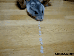 http://reho.st/gif/95ebd5ef295df36da875e69467b5c35350fbb429.gif