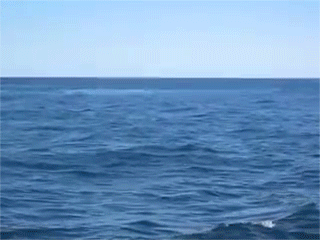 http://reho.st/gif/9696b77aa5b1700bb7ced49ee23eeeb44b81f9c1.gif