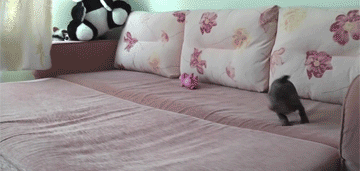 http://reho.st/gif/97490d4996e83bb6bd579e966f69769d6ab1d1f7.gif