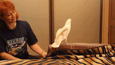 http://reho.st/gif/9deae121c33c55be8001fa495511f114f14bedf7.gif