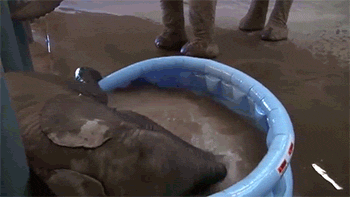 http://reho.st/gif/9f74c2c029f6378f7fdb626d8f578499c42023f3.gif