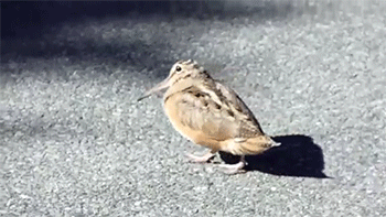 http://reho.st/gif/9f985e7bf77217994e1faf4ed9af3adb036fcc87.gif