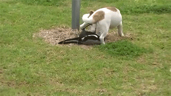 http://reho.st/gif/a0afb9d9e5794b09fd3697f3bae51c9e06e4c3ca.gif