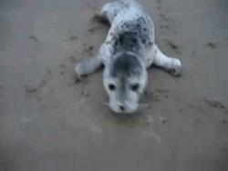 http://reho.st/gif/a2f4e09a381a817001f012bcf3b3368021baf3c8.gif