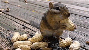 http://reho.st/gif/a351aabc09cad0e2f9e347c8d2972972c940d498.gif