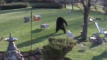 http://reho.st/gif/a4df67b7bc635e04648bf99bcc7367bf5ec05469.gif