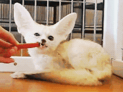 http://reho.st/gif/a69a2bbb694c852b7b7479308802c4f8371949bd.gif