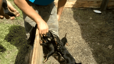 http://reho.st/gif/a82644973b60df0d7bb1f3bfcda5792fdcaf9b7f.gif
