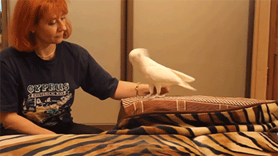 http://reho.st/gif/a8e23c8b647c339056ceb48b18472fcab1de3bb0.gif
