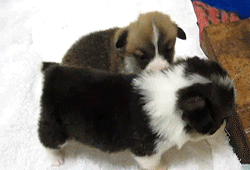 http://reho.st/gif/ac6ec3c384ea956598330b01762725bde6711365.gif