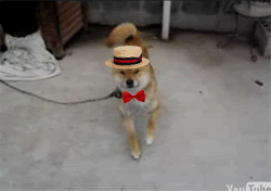 http://reho.st/gif/afe962398153ad09ed8ed008592437d0983c5702.gif