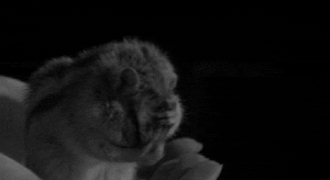 http://reho.st/gif/b01746da365b0508fd010cece484ae1de64d1994.gif