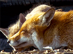 http://reho.st/gif/b022bdc48a2b0ab8caa6f644c0076e600b32287f.gif