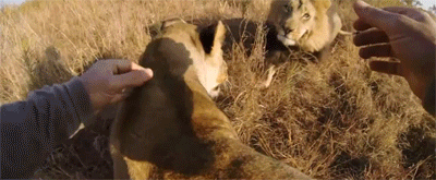 http://reho.st/gif/b04b34740ef603afb491cf39d63fa149d40fc285.gif