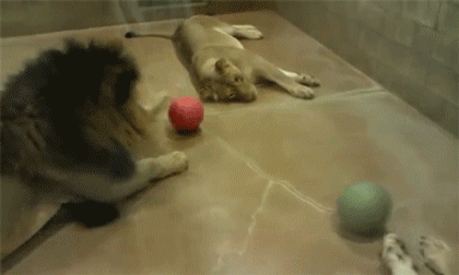 http://reho.st/gif/b0772a5ce29b71c339b0c12b4cbfa10227f0de8c.gif