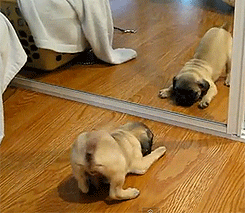 http://reho.st/gif/b77c98c725b84ab307a5a876ca8445a506e10966.gif