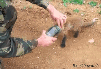 http://reho.st/gif/b9d8cfe81321c0c8746410cf731f1b5263707d10.gif