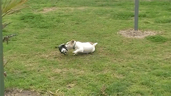 http://reho.st/gif/be0bc4b7511725545dede823531639e69a28895f.gif