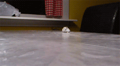 http://reho.st/gif/bebd260a4a571732884f0bd2a97fdc436bc1c900.gif