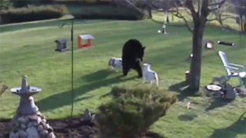 http://reho.st/gif/c02e28ddee162479eda9dd3b1331a876144f88a4.gif