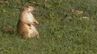 http://reho.st/gif/c033aa066838294c6d67b1757a7c70b28653c394.gif