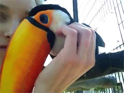 http://reho.st/gif/c3a9ec1850a243749723282cc9f5b48b1b09be47.gif