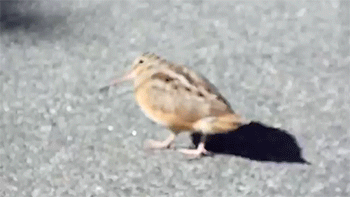 http://reho.st/gif/c64e6f4c7146a7e823b8ddbe87f56e01879617c2.gif