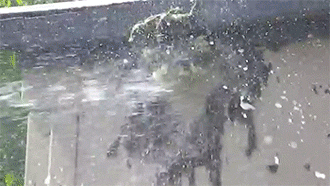 http://reho.st/gif/c8c2e9a0a7df15a908d85d94253ae40f89335ee4.gif