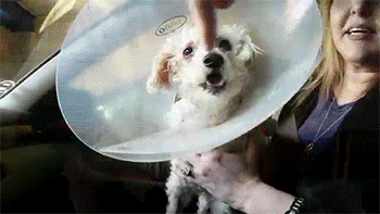 http://reho.st/gif/c9395d7b74589375229c4b74a3fe9af19cb608e9.gif