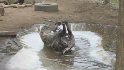 http://reho.st/gif/cb1f0b756494977c882e2df1d1e3dbe8bc001bdc.gif